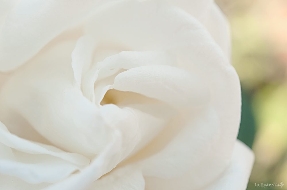 white rose macro flower