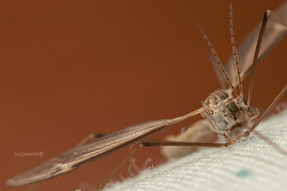 Austin macro photographer mosquito hawk insect macro