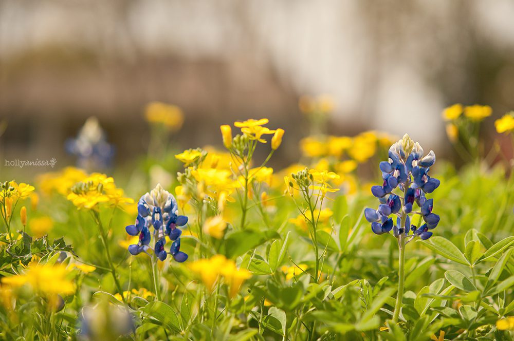 Austin macro photographer bluebonnets flowers wildflowers