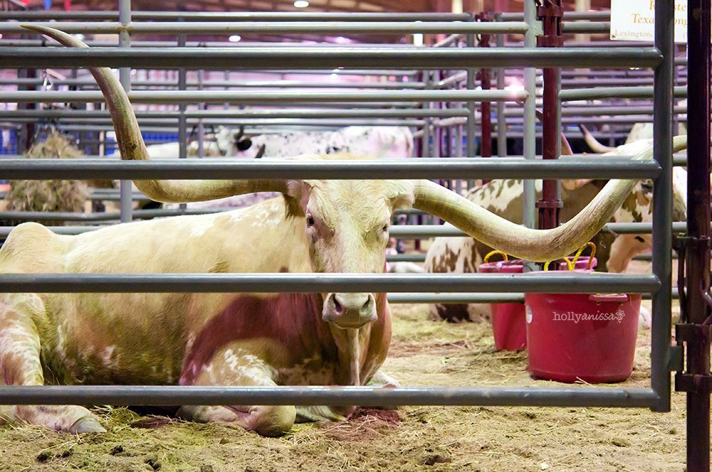 Austin lifestyle photographer Rodeo Star of Texas Fair longhorn