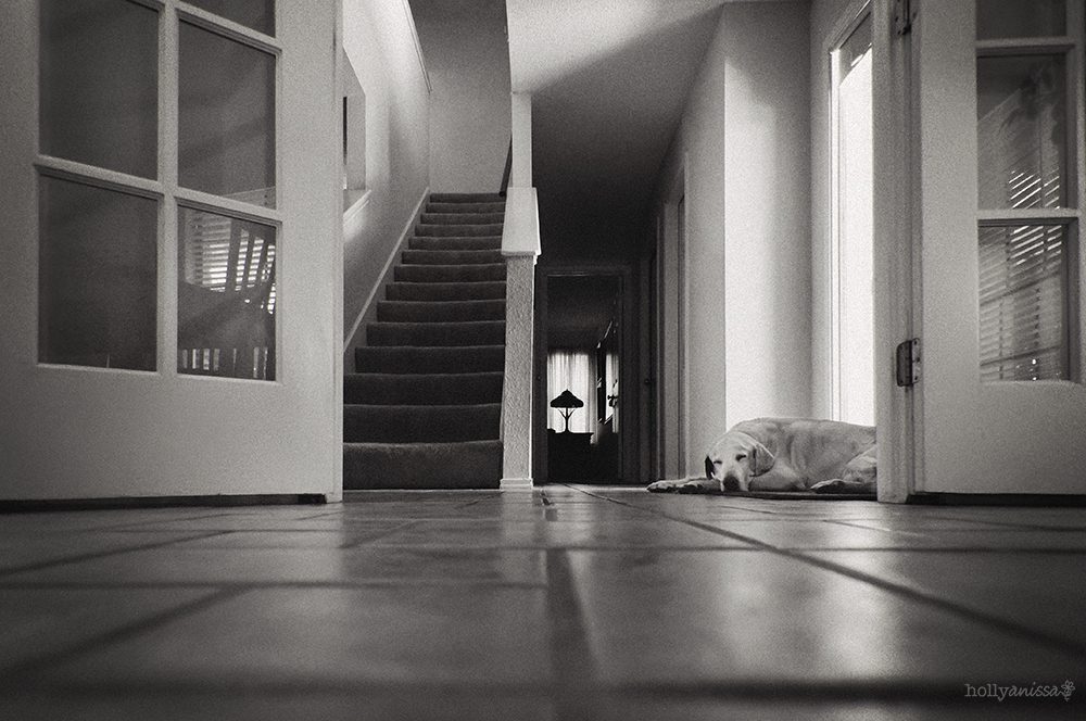 Austin lifestyle photographer dog Labrador home