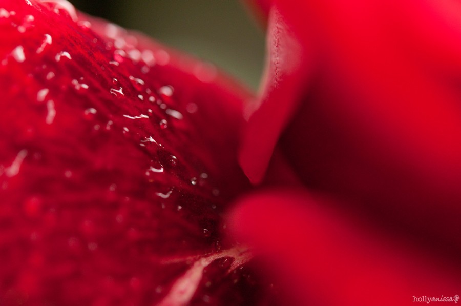 Austin macro nature photographer rose petal raindrops