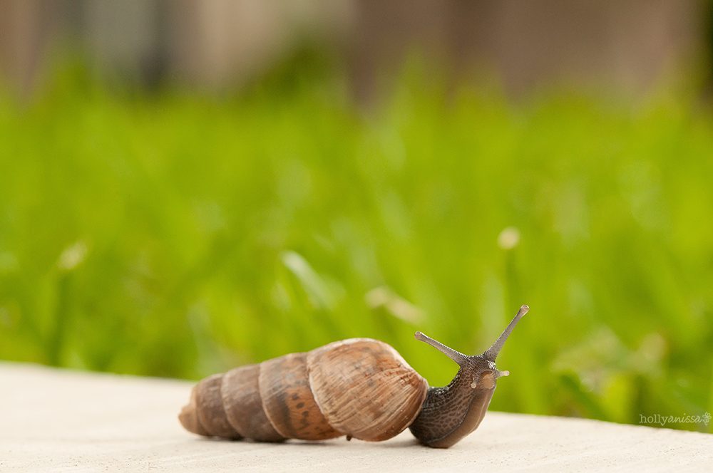 Austin macro nature photographer snail