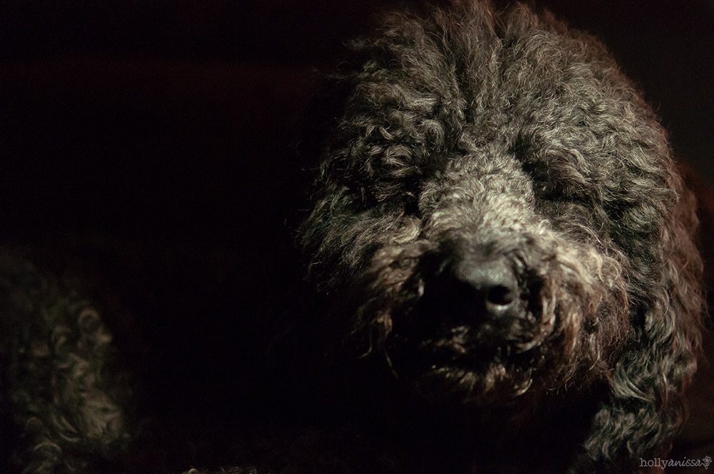 Austin pet photographer dog Labradoodle fur canine