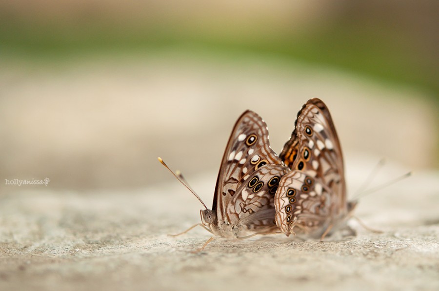 Austin nature macro butterfly butterflies photographer