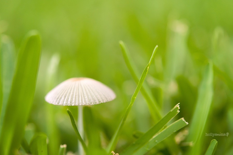 Austin nature macro photographer mushroom