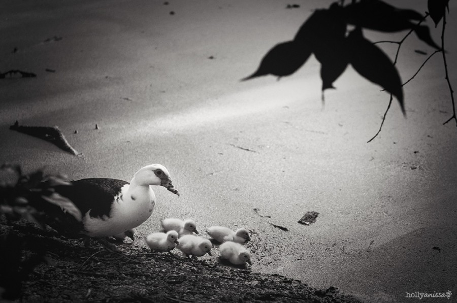 Austin nature photographer momma duck chicks pond black and white