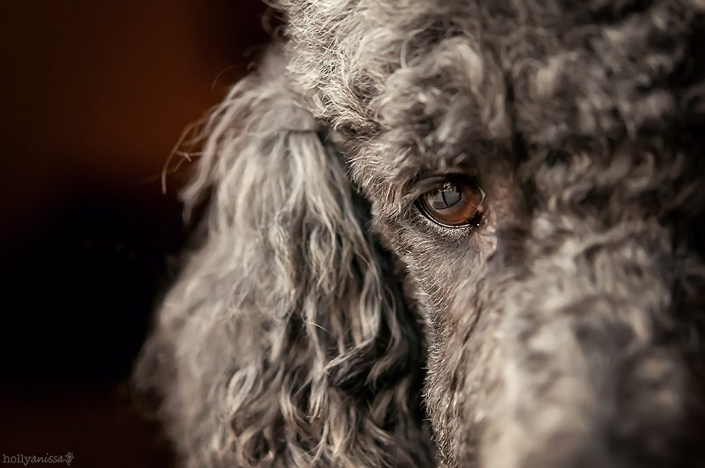 Austin pet dog canine Labradoodle photographer