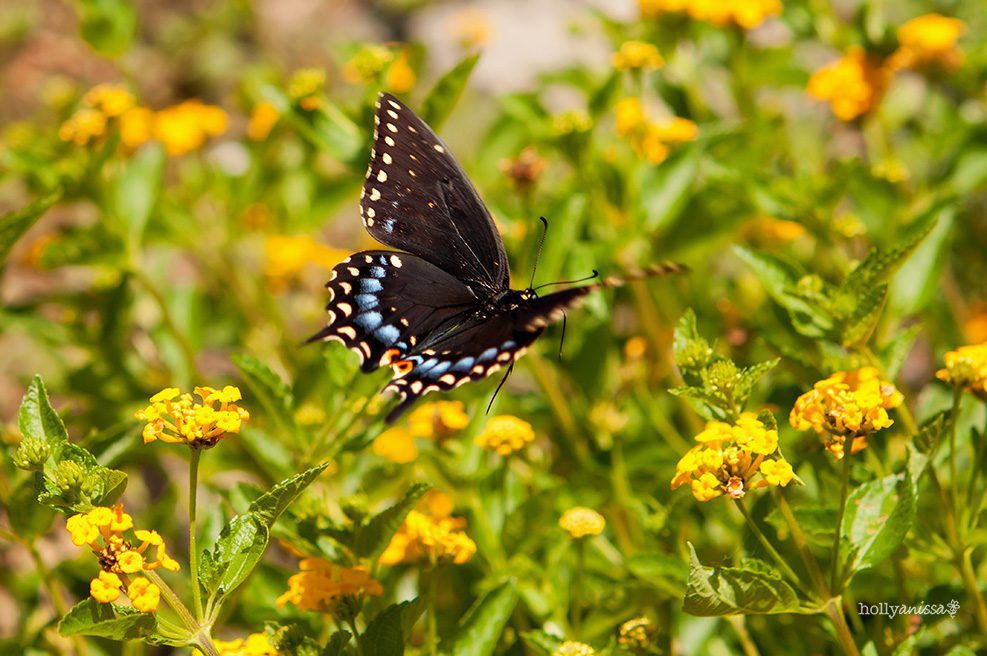 Austin nature macro butterfly photographer Swallowtail
