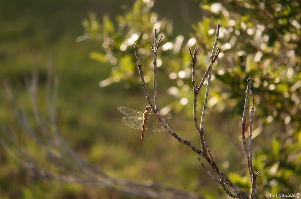 Austin nature photographer dragonfly