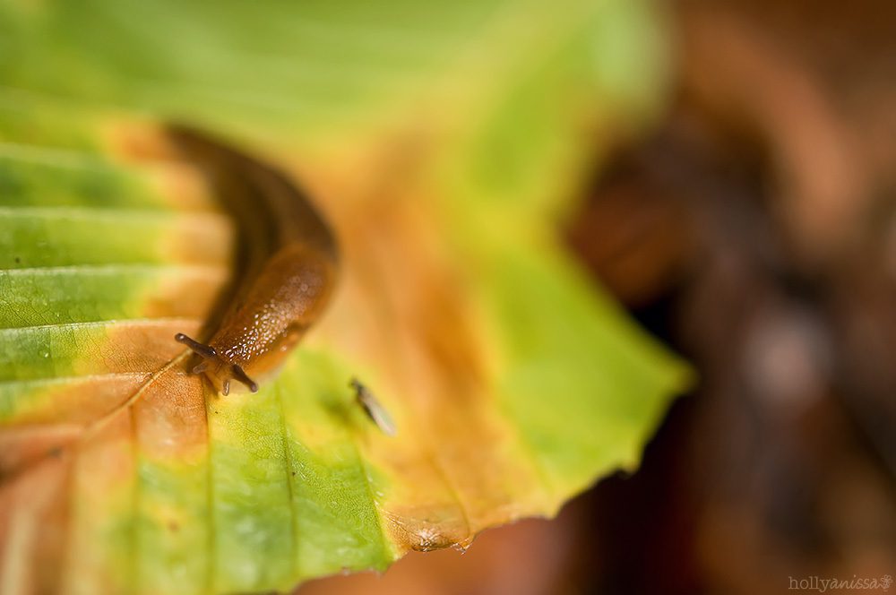 Austin nature macro snail slug photographer