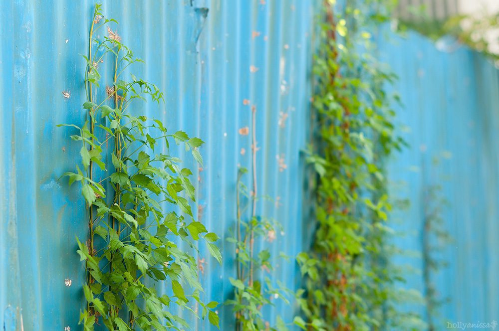 Austin nature wall vines street photographer