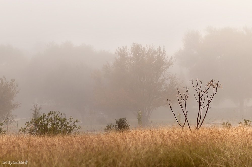Austin landscape nature photographer fog weather
