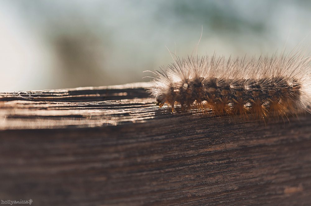 Austin macro nature caterpillar insect photographer