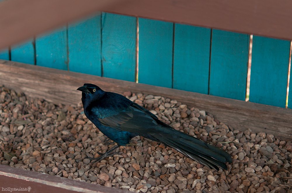 Austin wildlife bird blackbird macro nature photographer