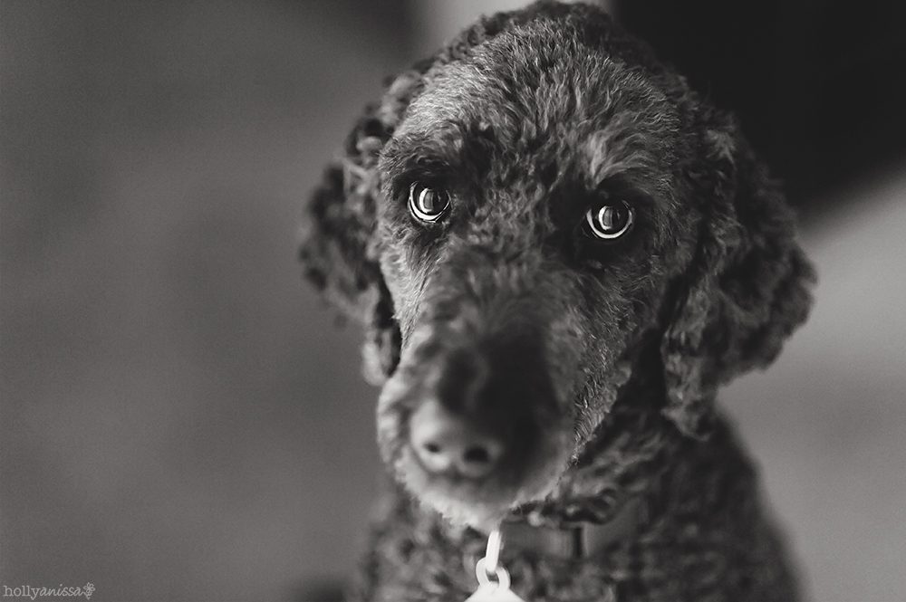 Austin pet lifestyle photographer dog canine Labradoodle black and white