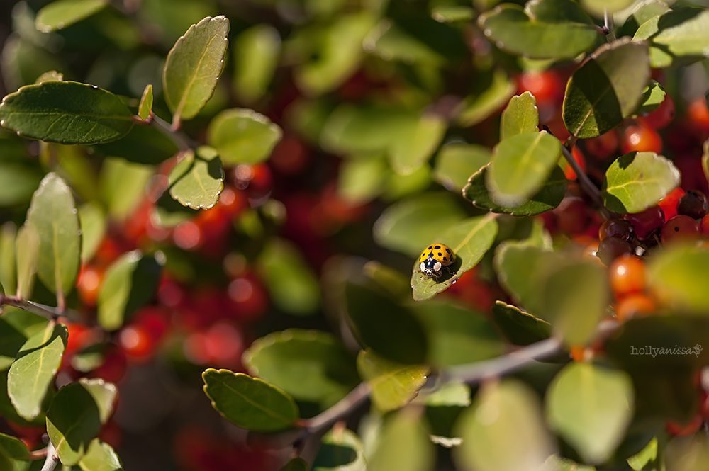 Austin nature macro ladybug insect photographer