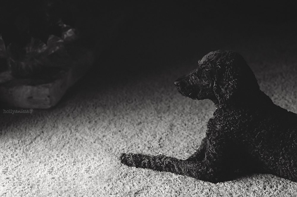 Austin pet lifestyle photographer dog canine Labradoodle black and white