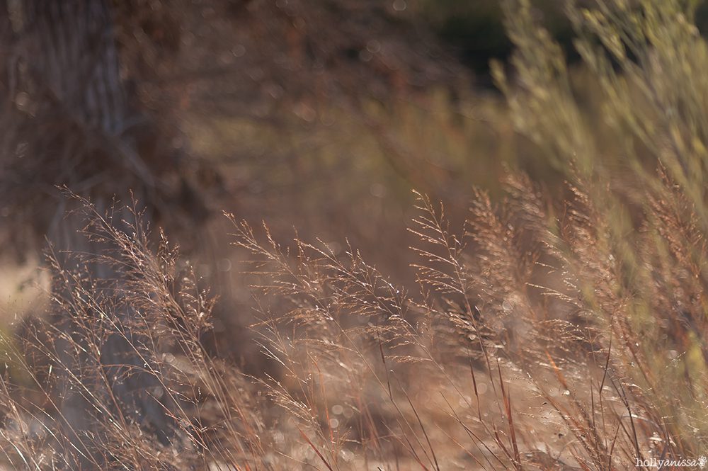 Austin nature lifestyle photographer grasslands park grass wheat weeds