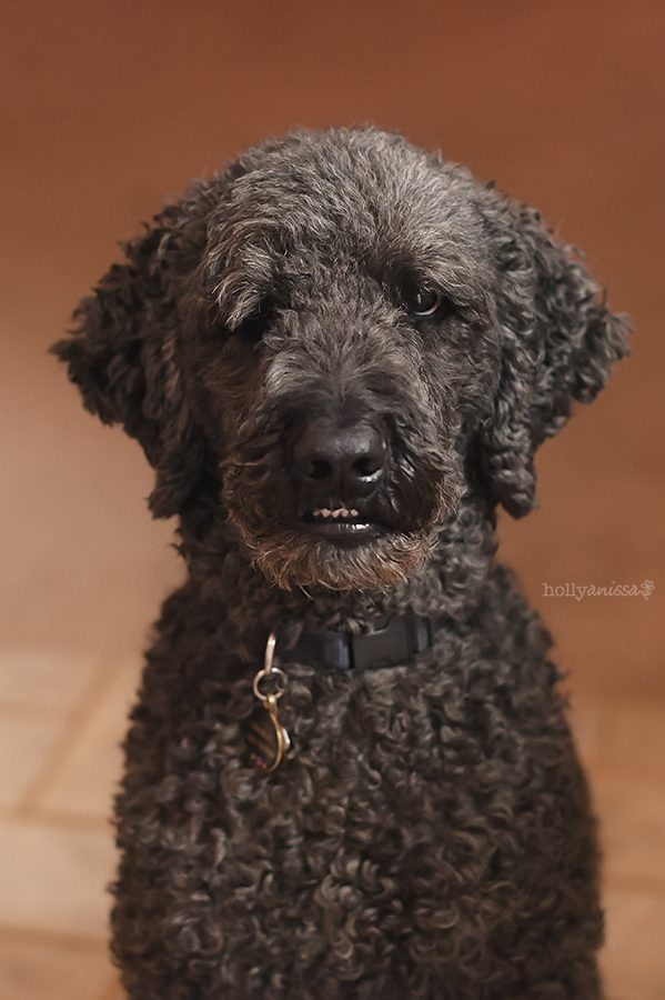 Austin pet dog Labradoodle canine photographer lifestyle