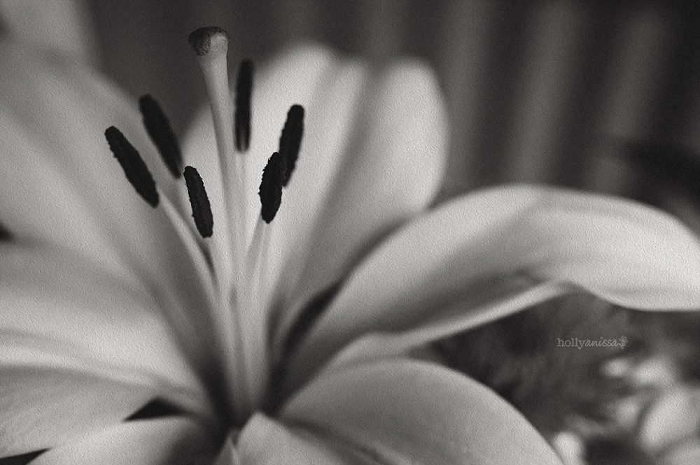 Austin nature macro flower lily pollen photographer black and white