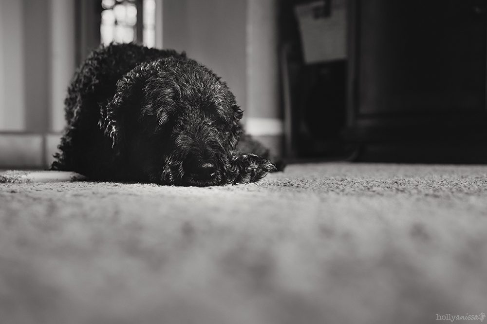 Austin lifestyle pet dog canine Labradoodle photographer black and white