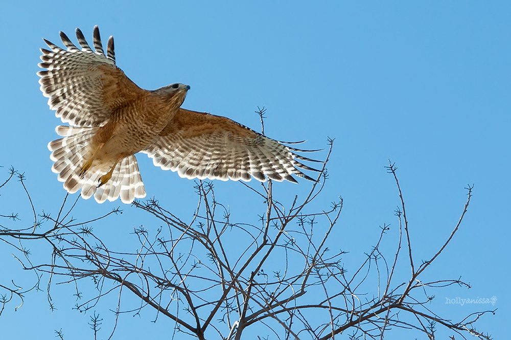 Austin nature wildlife hawk bird predator photographer