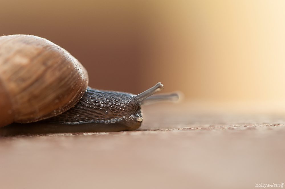 Austin nature macro snail photographer