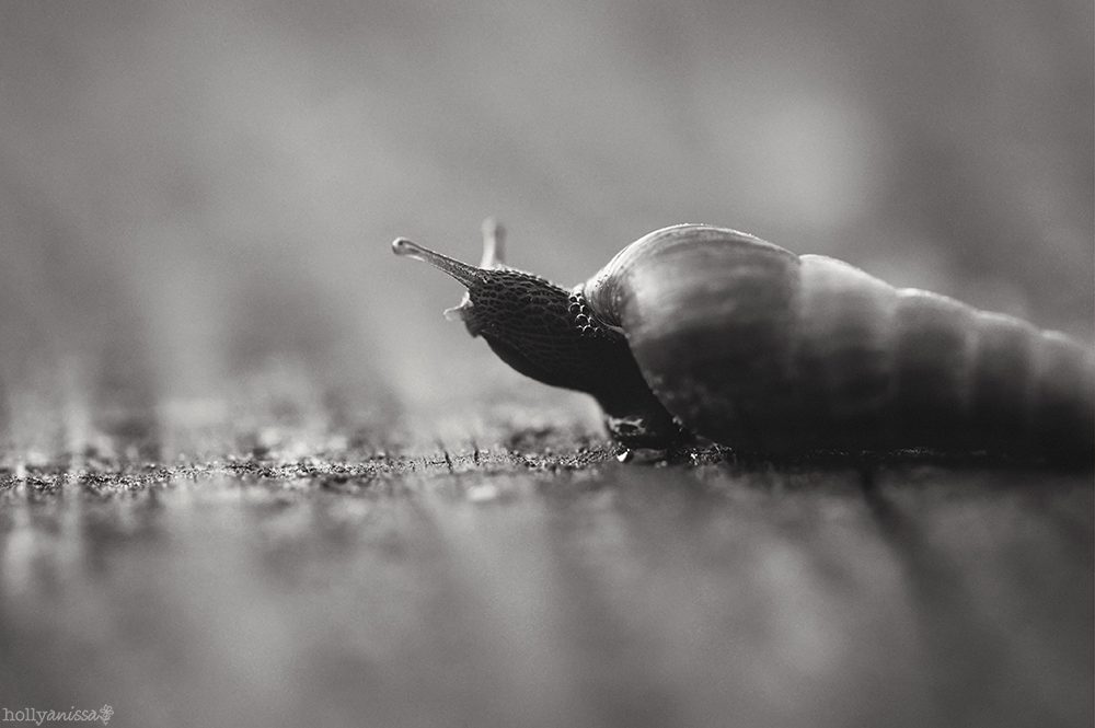Austin nature macro snail photographer black and white