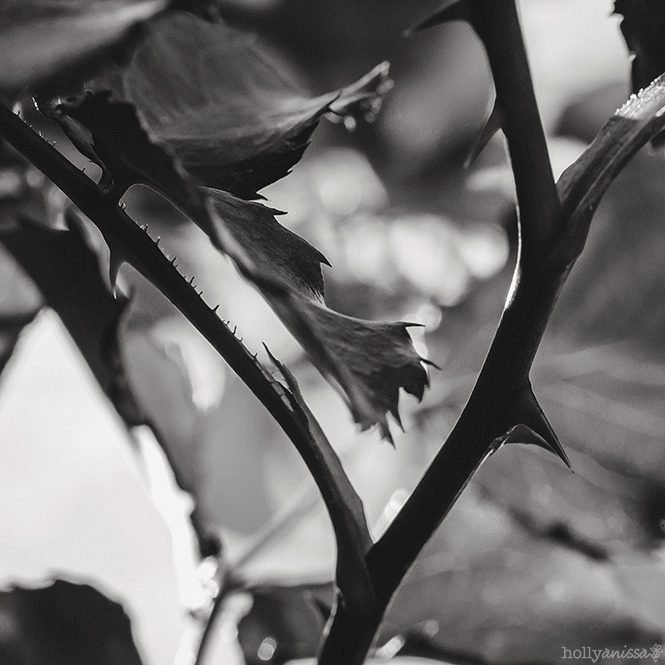 Austin nature macro flower rose thorn black and white photographer