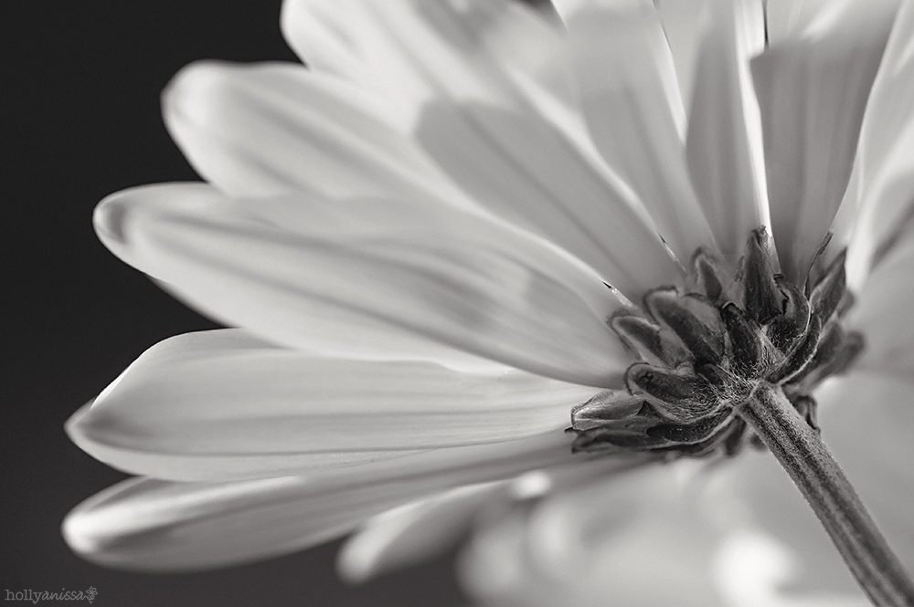 Austin nature macro flower daisy black and white photographer