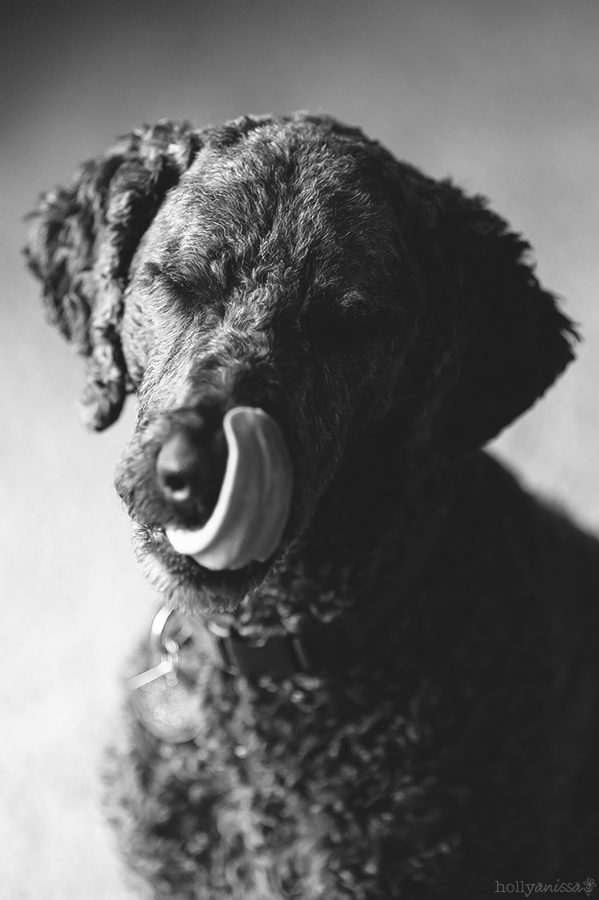 Austin pet dog canine Labradoodle black and white photographer