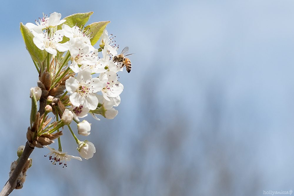 Austin nature macro flower bloom blossom pear tree bee spring photographer