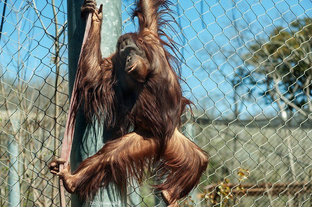 Austin Waco zoo Cameron Park Zoo orangutan animal photographer