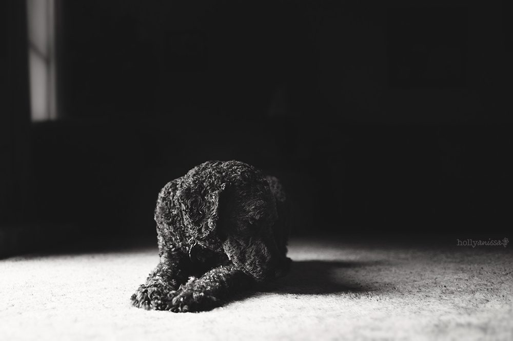 Austin pet dog canine Labradoodle black and white photographer