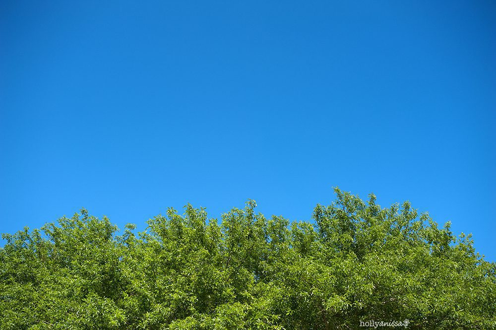 Austin landscape nature blue sky green leaves tree photographer