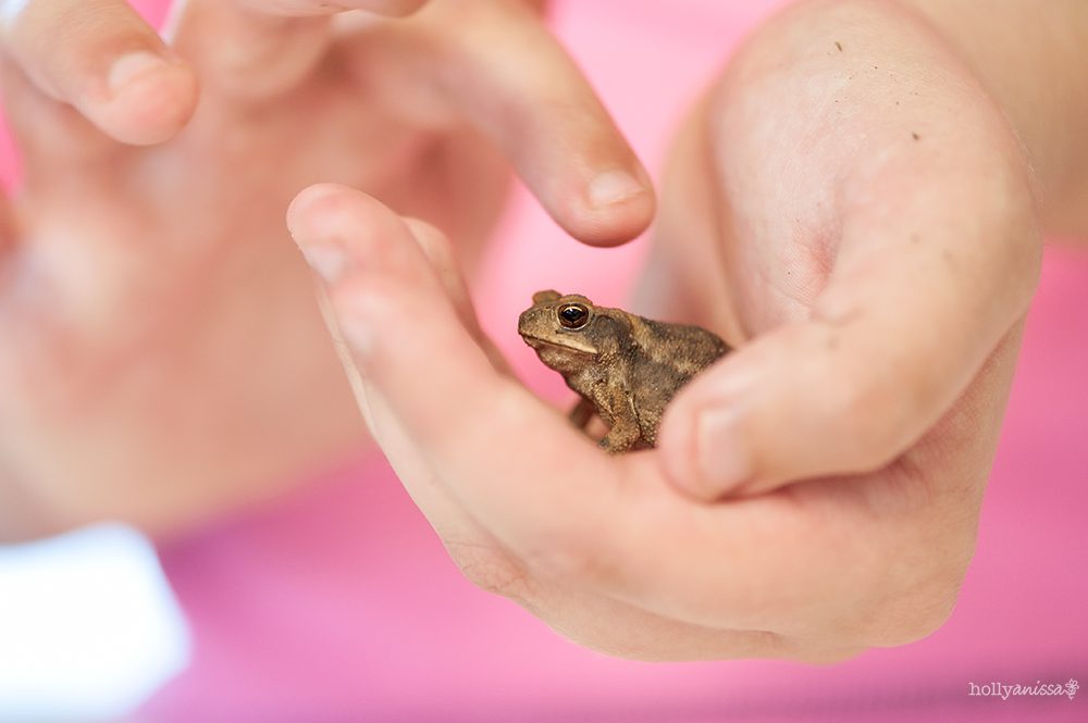 Austin nature macro frog toad wildlife photographer