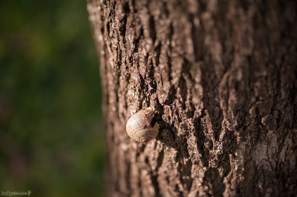 Austin nature macro shell snail tree photographer