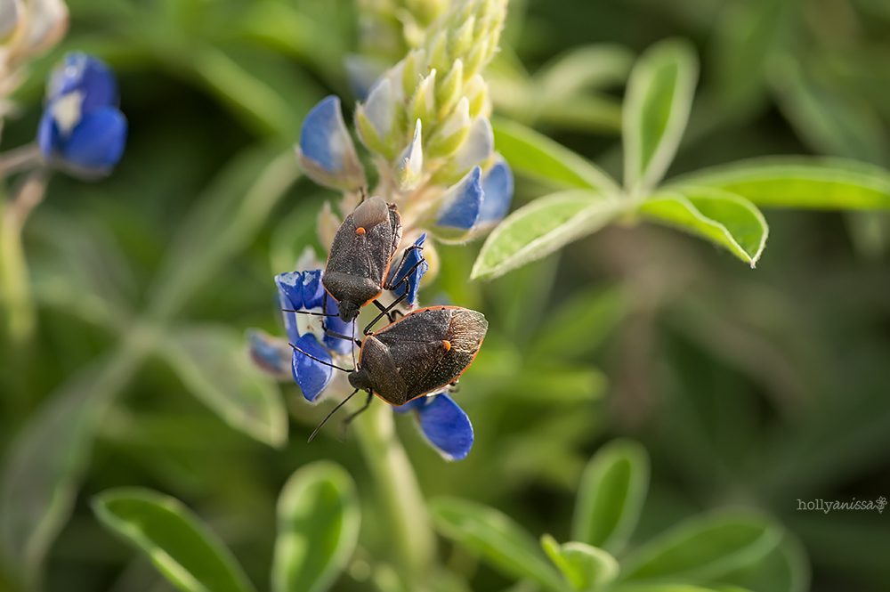Austin Texas bluebonnet bluebonnets flowers wildflowers nature macro wildlife photographer beetle beetles insect