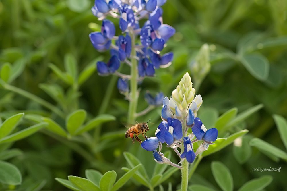 Austin Texas bluebonnet bluebonnets flowers wildflowers nature macro wildlife photographer bee honeybee