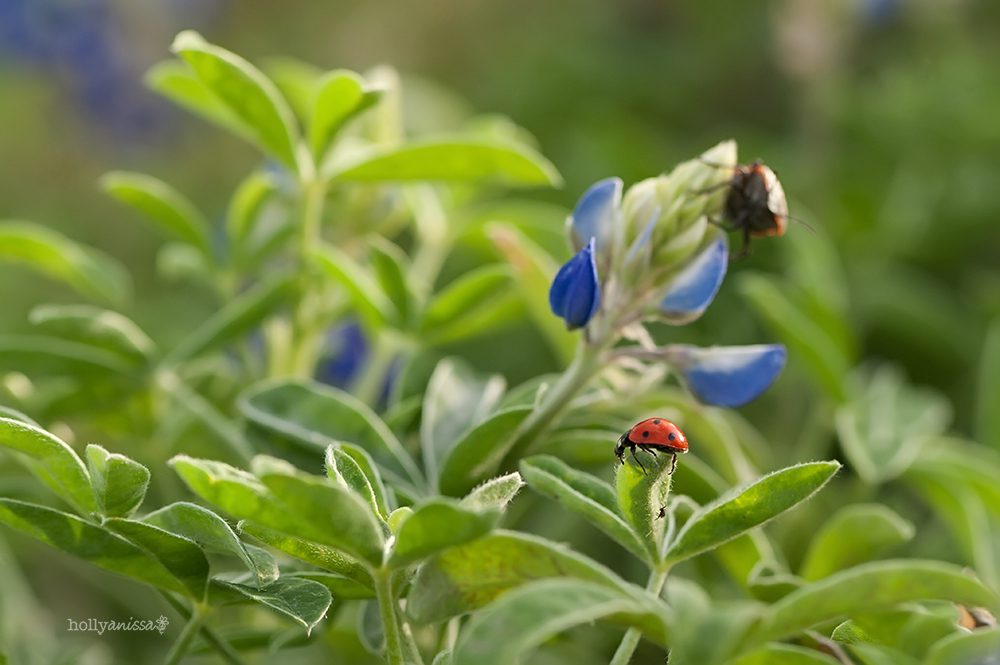 Austin Texas bluebonnet bluebonnets flowers wildflowers nature macro wildlife photographer ladybug beetle