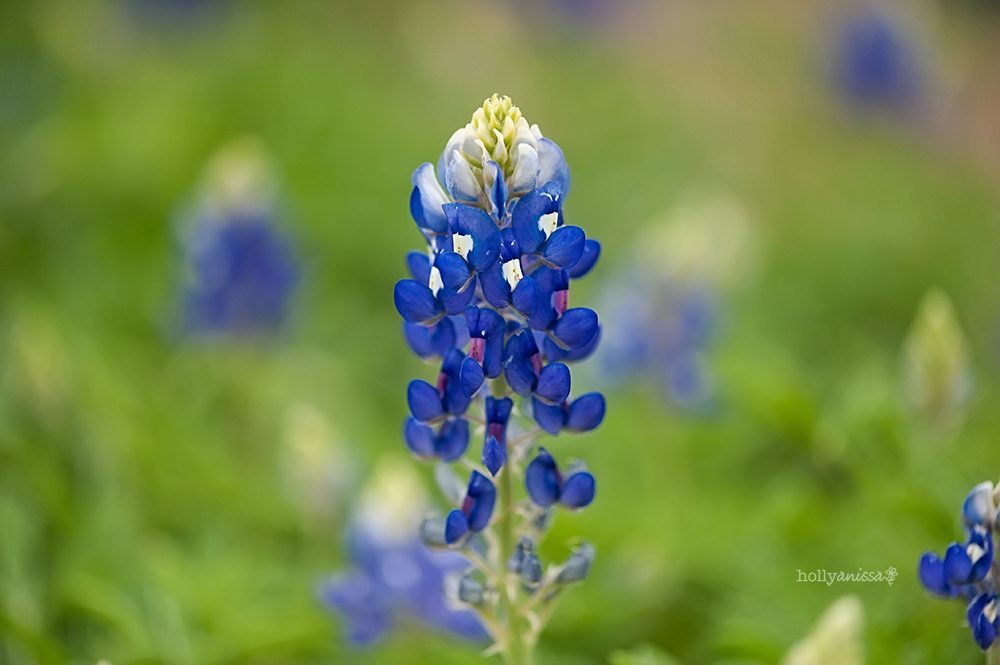 Austin Texas bluebonnet bluebonnets flowers wildflowers nature macro wildlife photographer