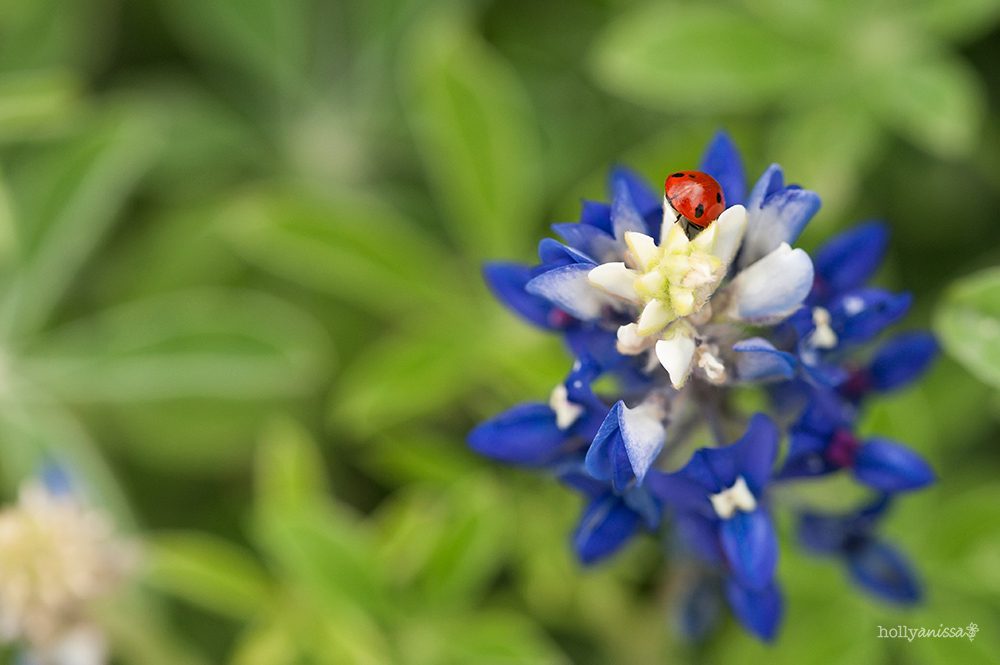 Austin Texas bluebonnet bluebonnets flowers wildflowers nature macro wildlife photographer insect ladybug