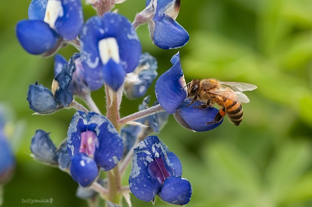 Austin Texas bluebonnet bluebonnets flowers wildflowers nature macro wildlife photographer bee honeybee