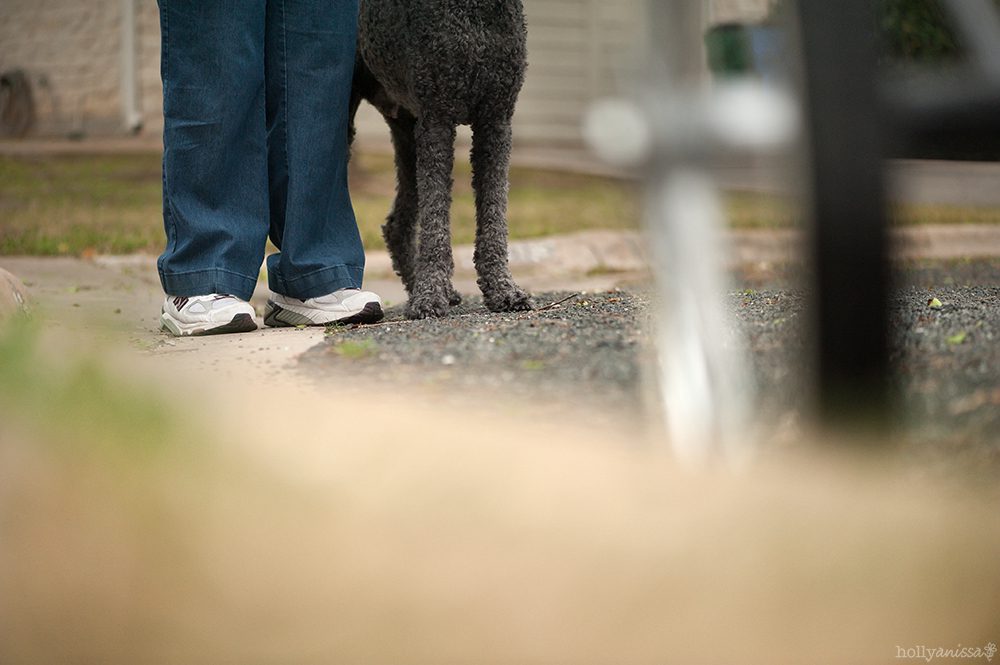 Austin lifestyle walk dog pet person canine Labradoodle photographer