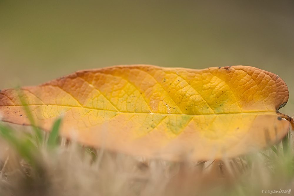 Austin nature macro leaf photographer