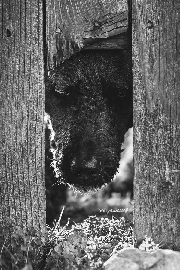 Austin lifestyle pet dog canine Labradoodle black and white photographer