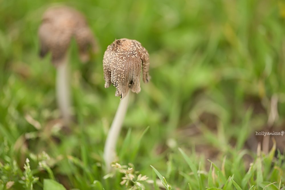 Austin nature macro mushroom photographer