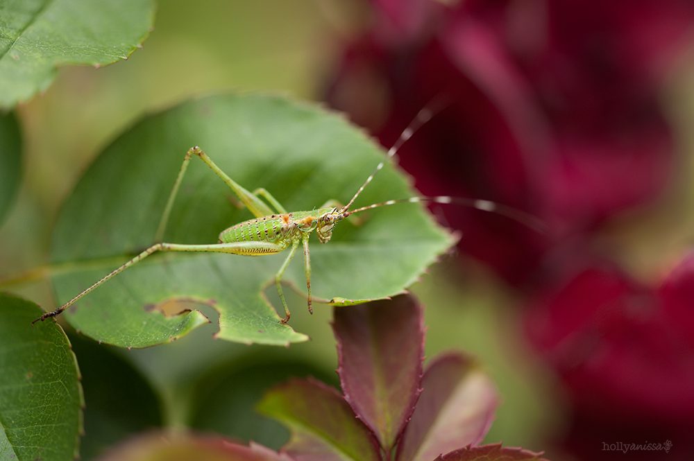 Austin nature macro insect grasshopper photographer