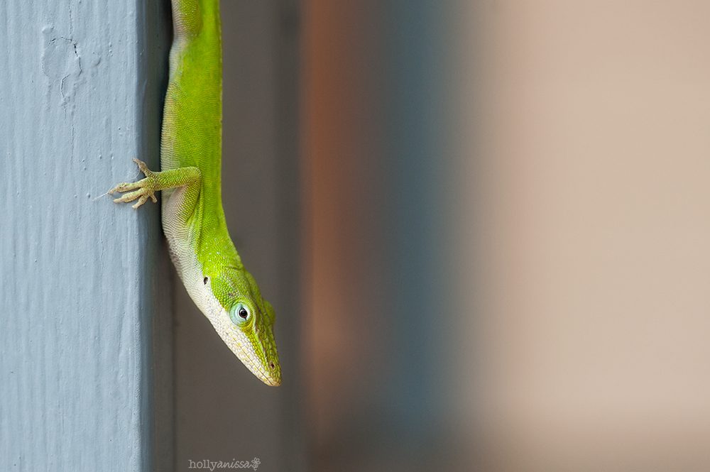 Austin nature macro lizard reptile gecko photographer